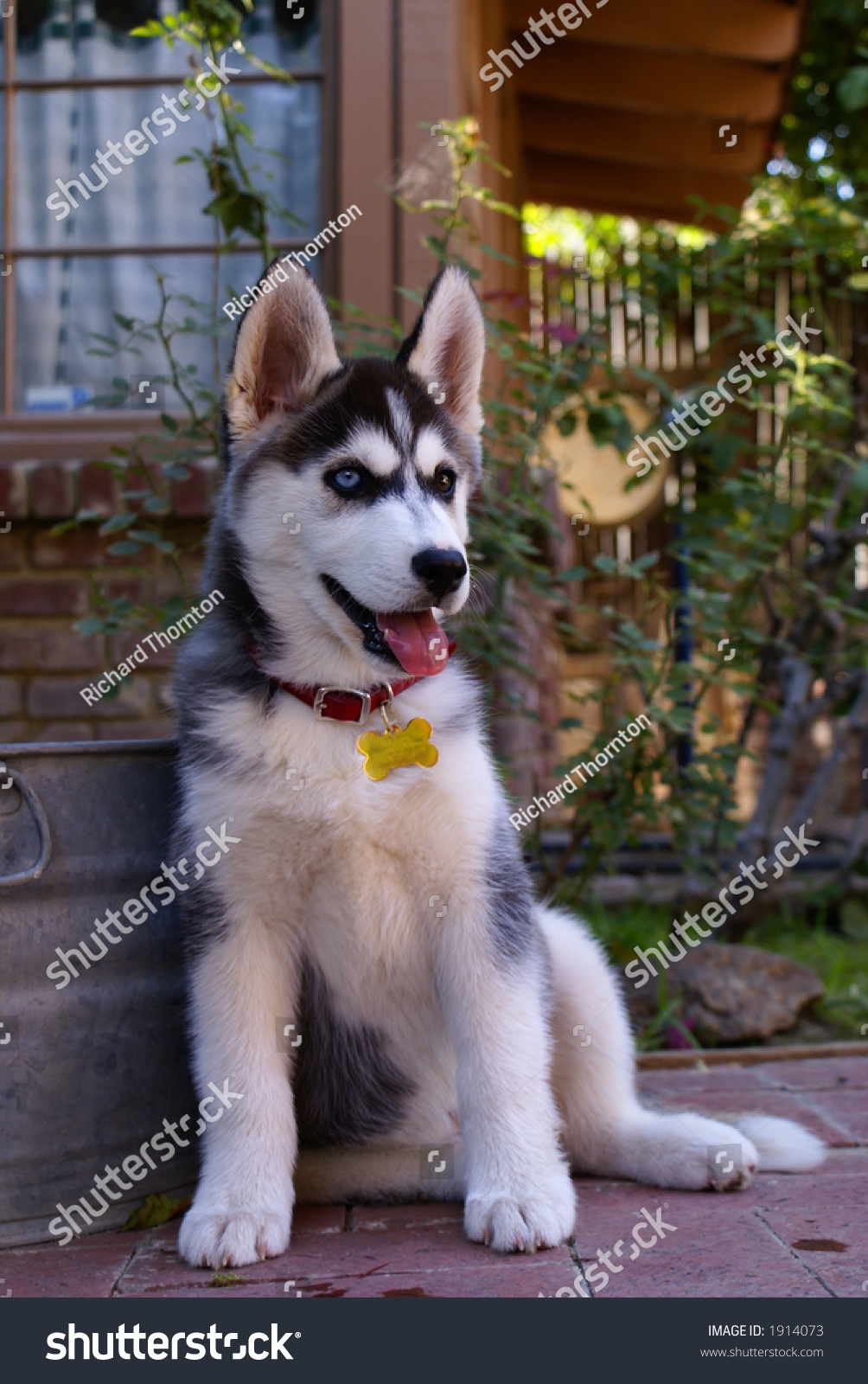Tenweekold Siberian Husky Bieyed One Blue Stock Photo (Royalty Free ... | Siberian Husky Puppies Bakersfield Ca
Tenweekold Siberian Husky Bieyed One Blue Stock Photo (Royalty Free ... | Siberian Husky Puppies Bakersfield Ca