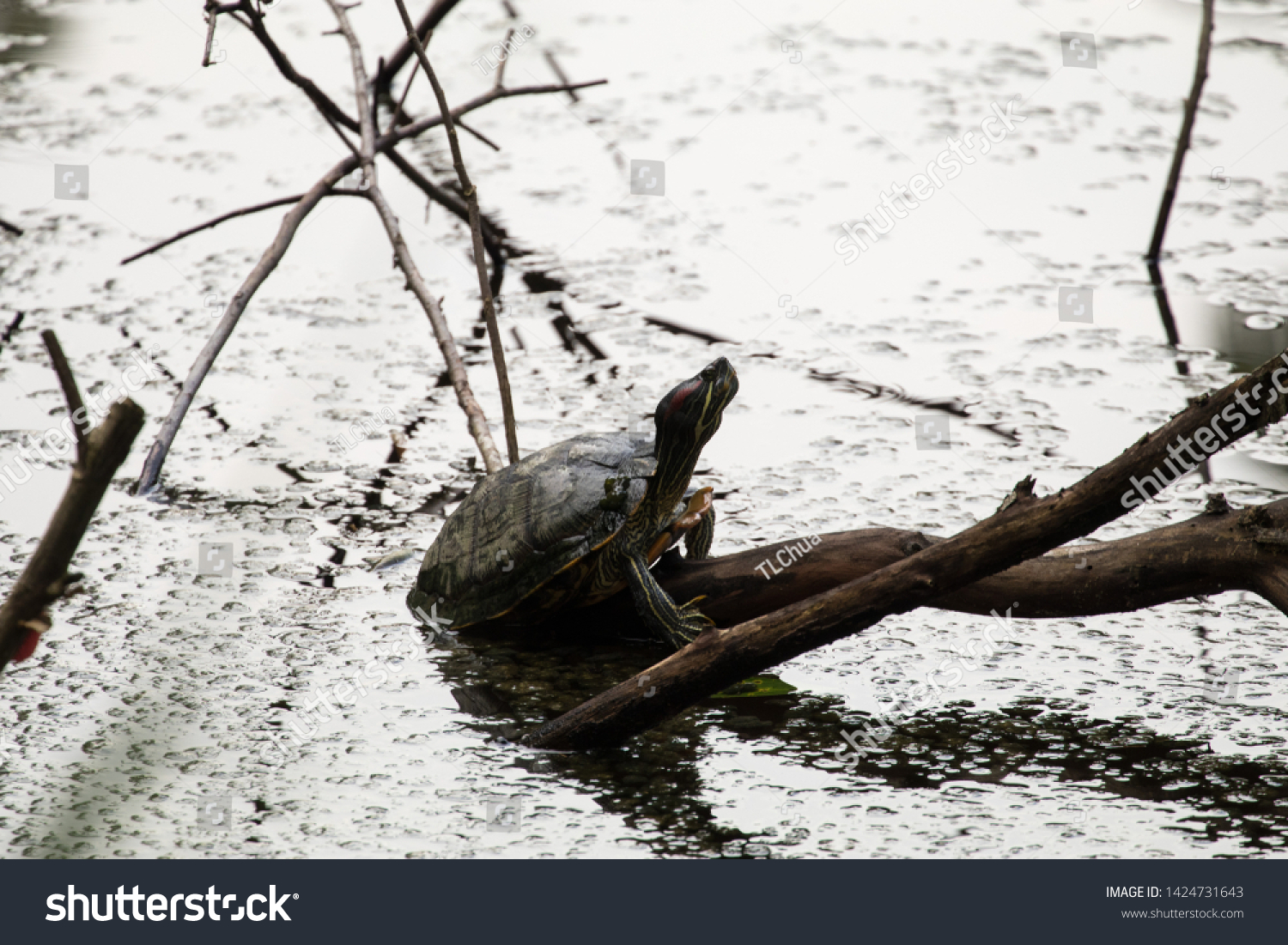 Terrapin Comes Out Water Breather Resting Stock Photo 1424731643 ...