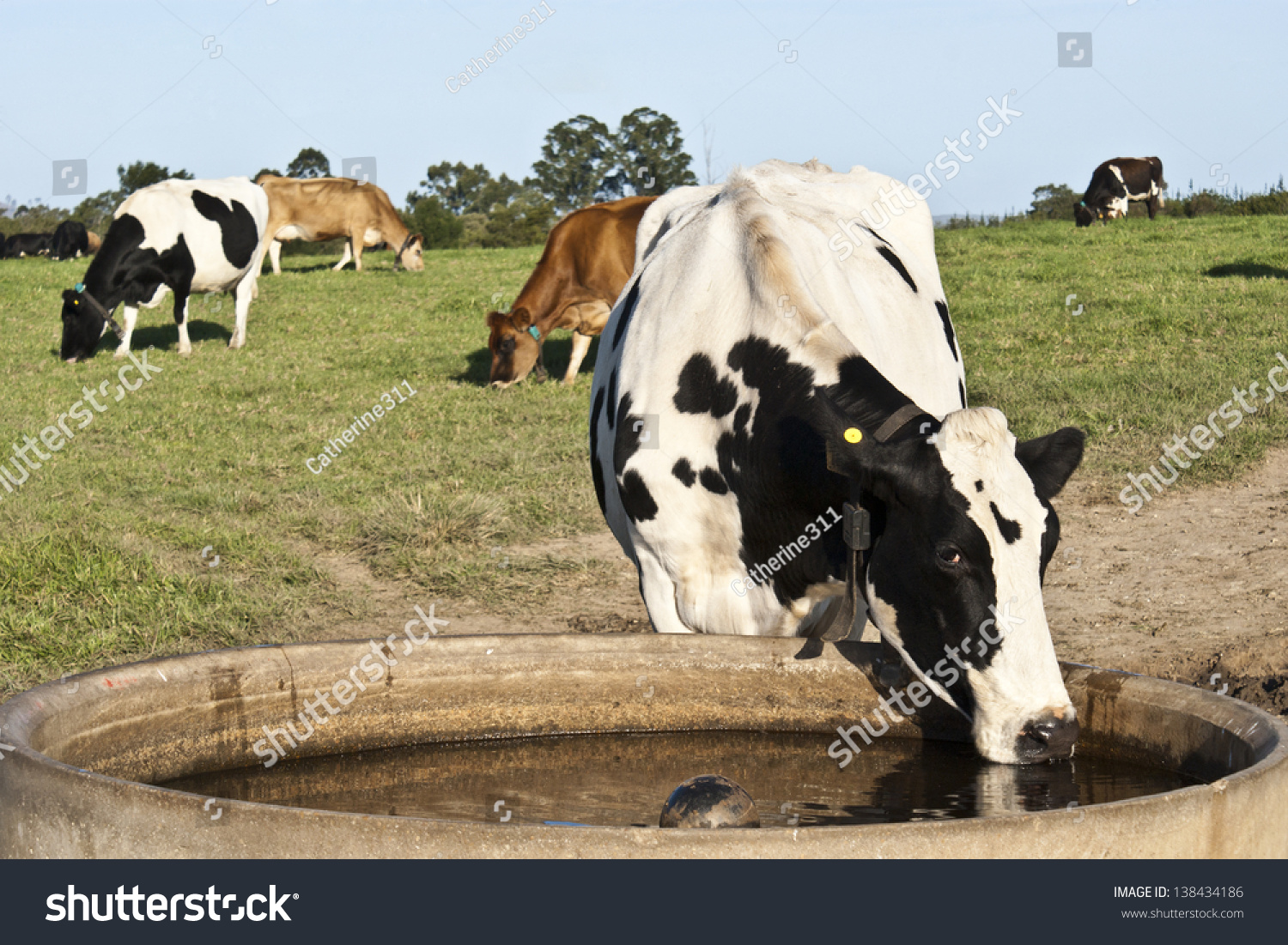 6,176 Livestock drinking water Images, Stock Photos & Vectors ...