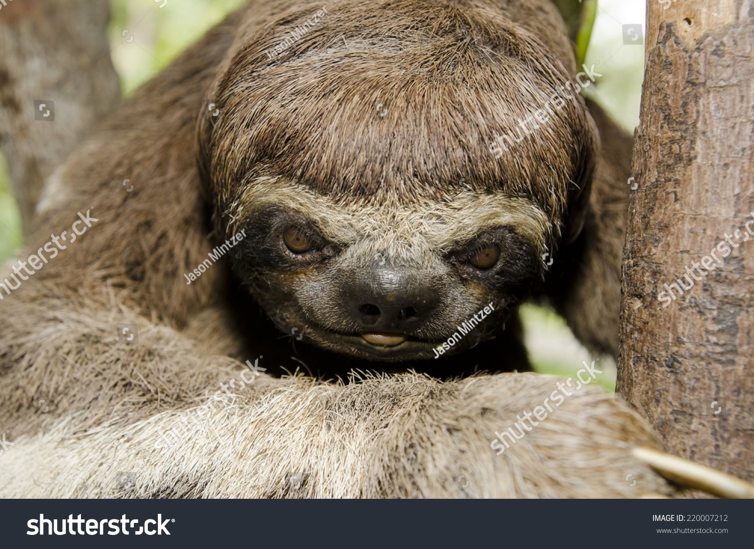 Threetoed Sloth Native Amazon Rainforest Stock Photo (Edit Now) 220007212