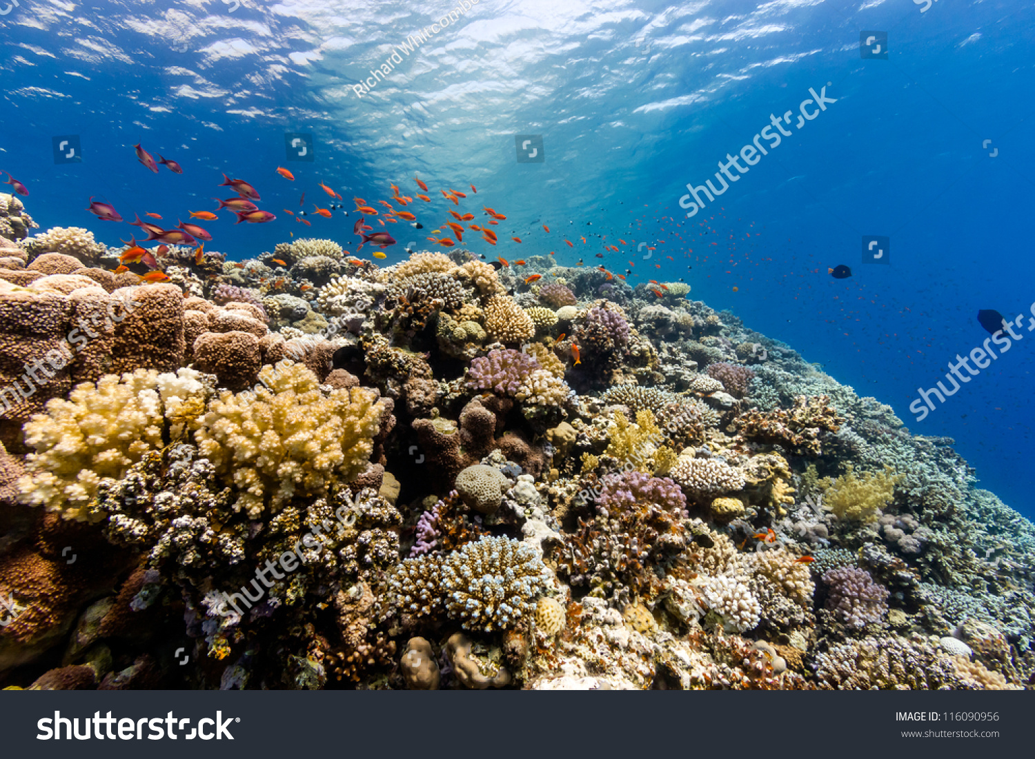 A Thriving,Healthy Coral Reef Covered In Hard Corals, Soft Coral With ...