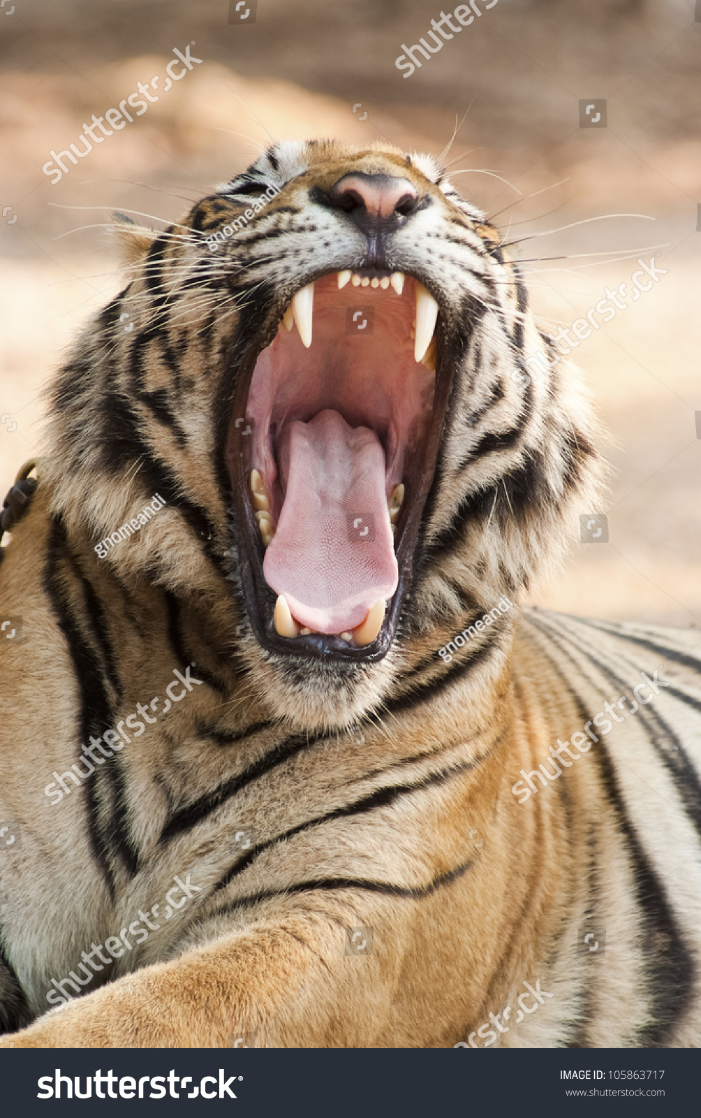 A Tiger Is Growling With Its Mouth Wide Open Stock Photo 105863717 ...