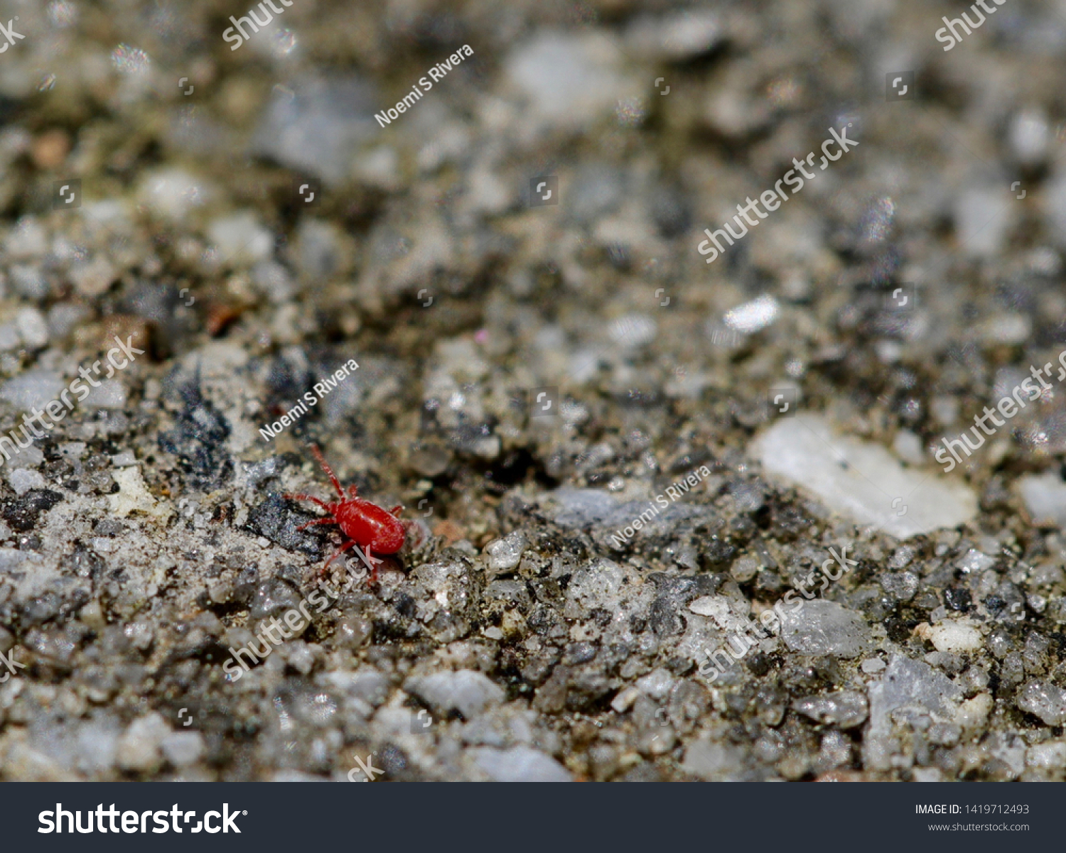Stock Photo A Tiny Red Insect Called A Clover Mite 1419712493 