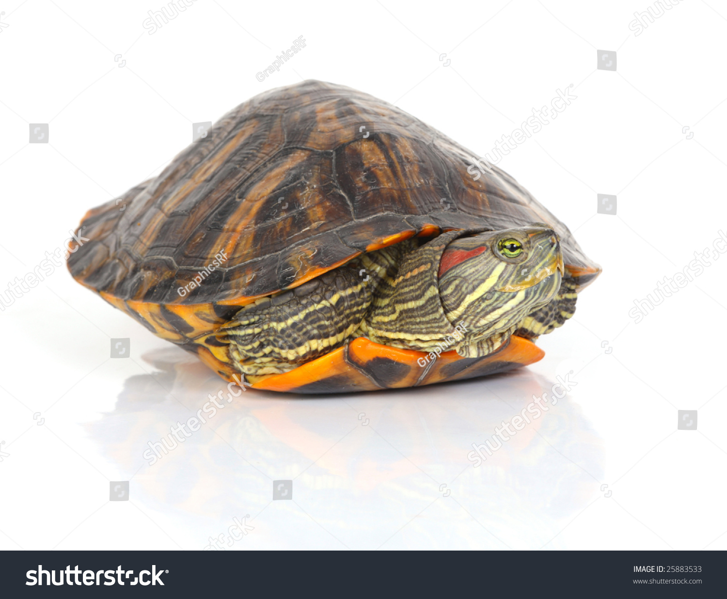 A Tortoise Coming Out Of His Shell Stock Photo 25883533 : Shutterstock