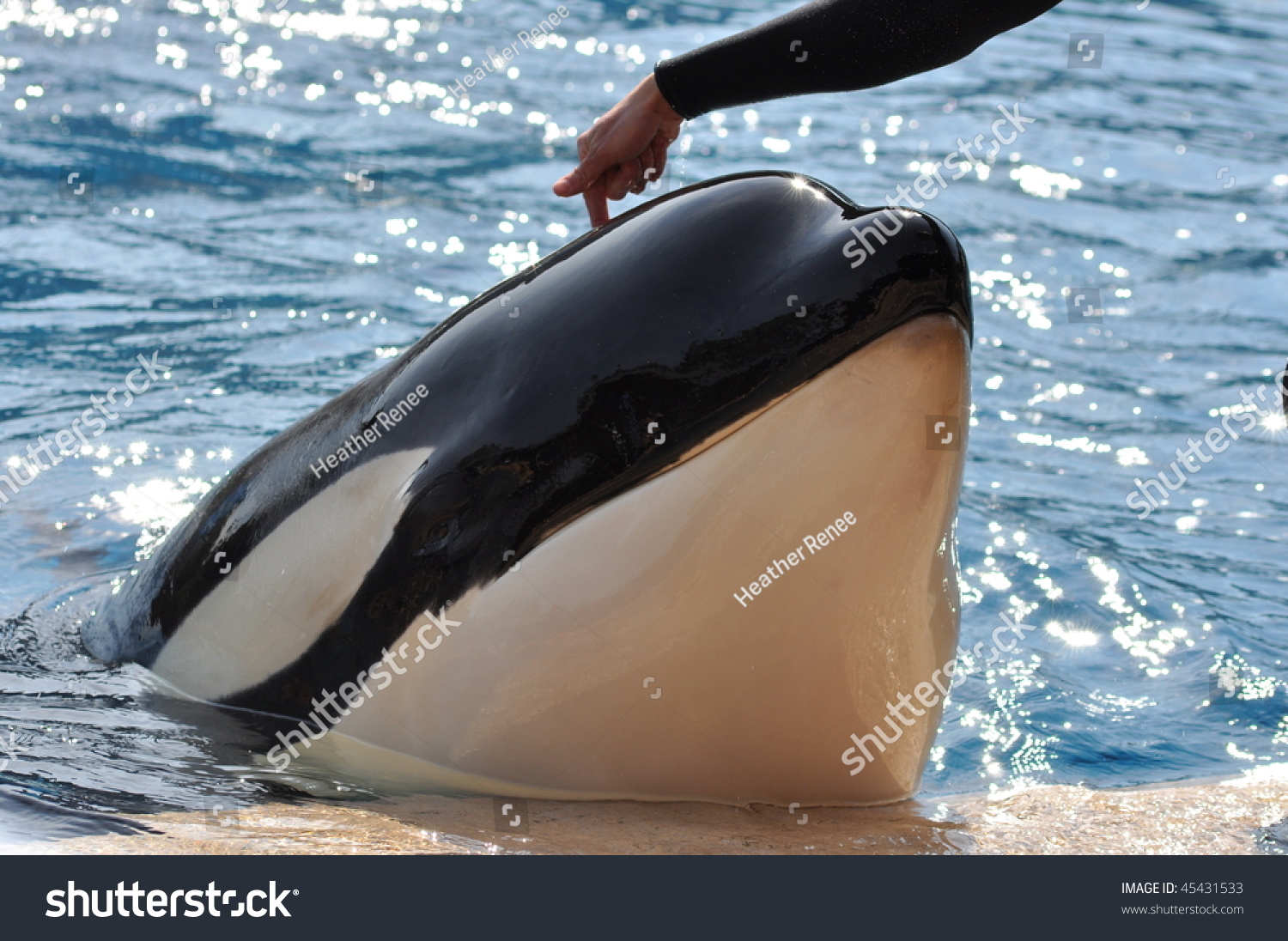 A Trainer Gives Instruction To A Beautiful Orca Whale Stock Photo ...