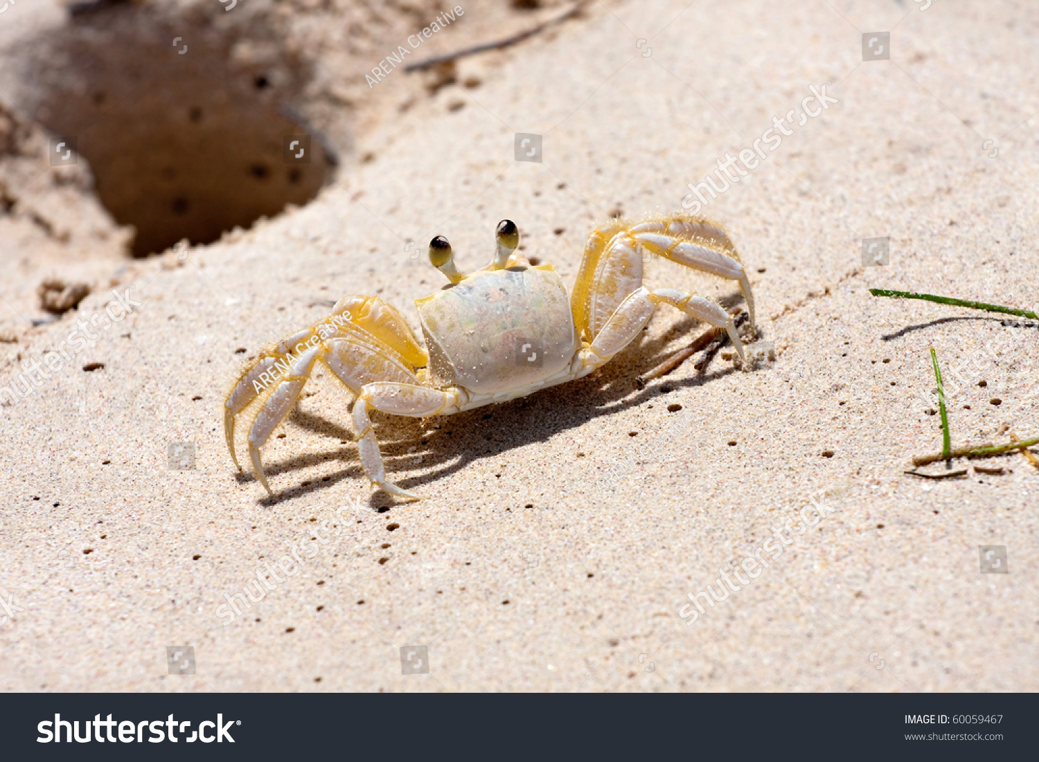 A Tropical Yellow Caribbean Crab Standing Near The Hole In The Sand It ...