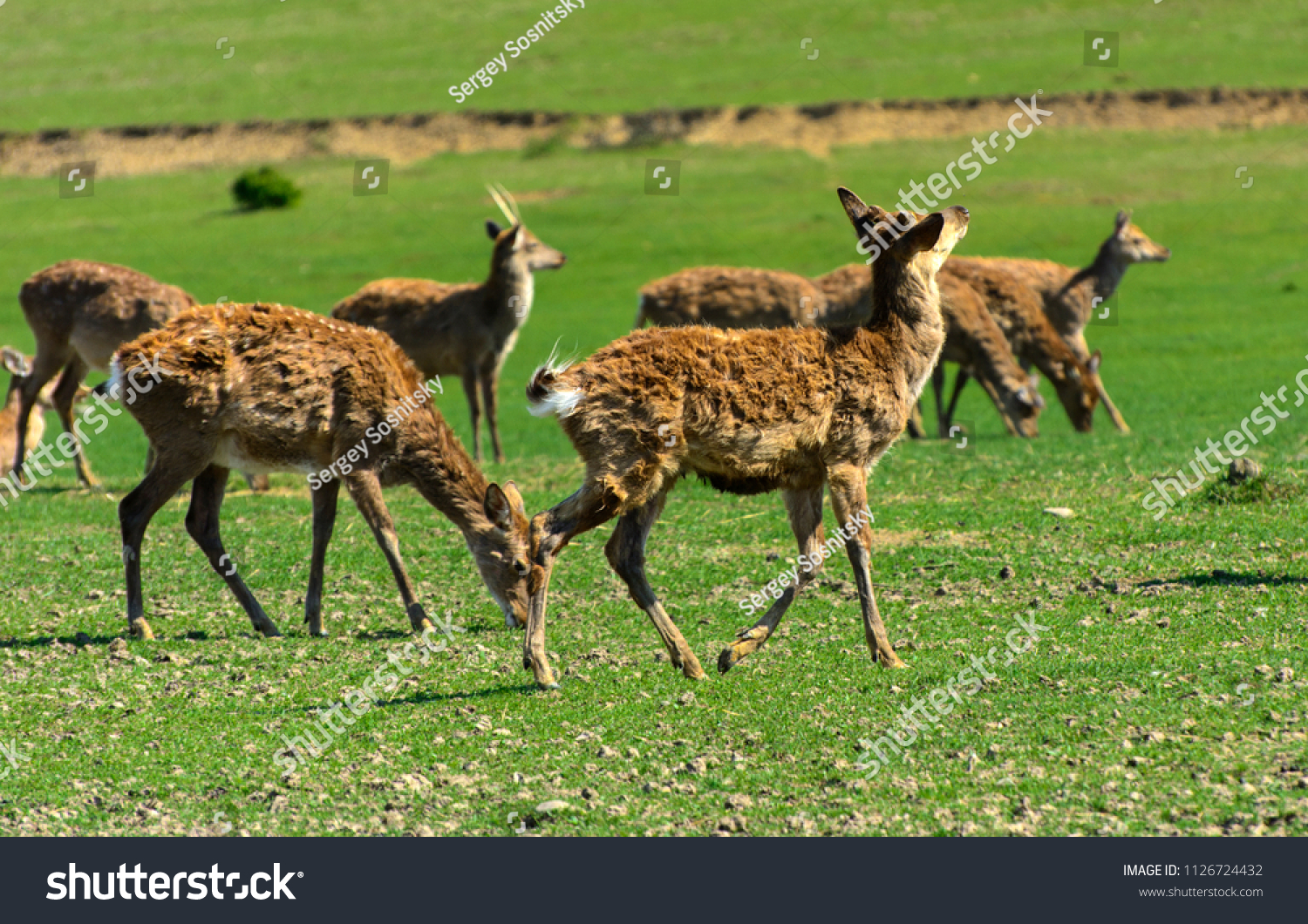 The head of a deer with its own hands made of cardboard or plywood The head of a deer with its own hands made of cardboard or plywood