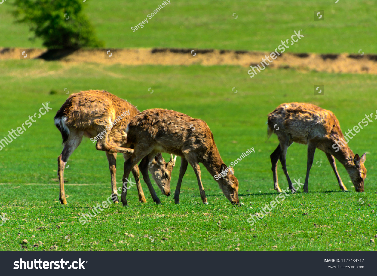 The head of a deer with its own hands made of cardboard or plywood The head of a deer with its own hands made of cardboard or plywood