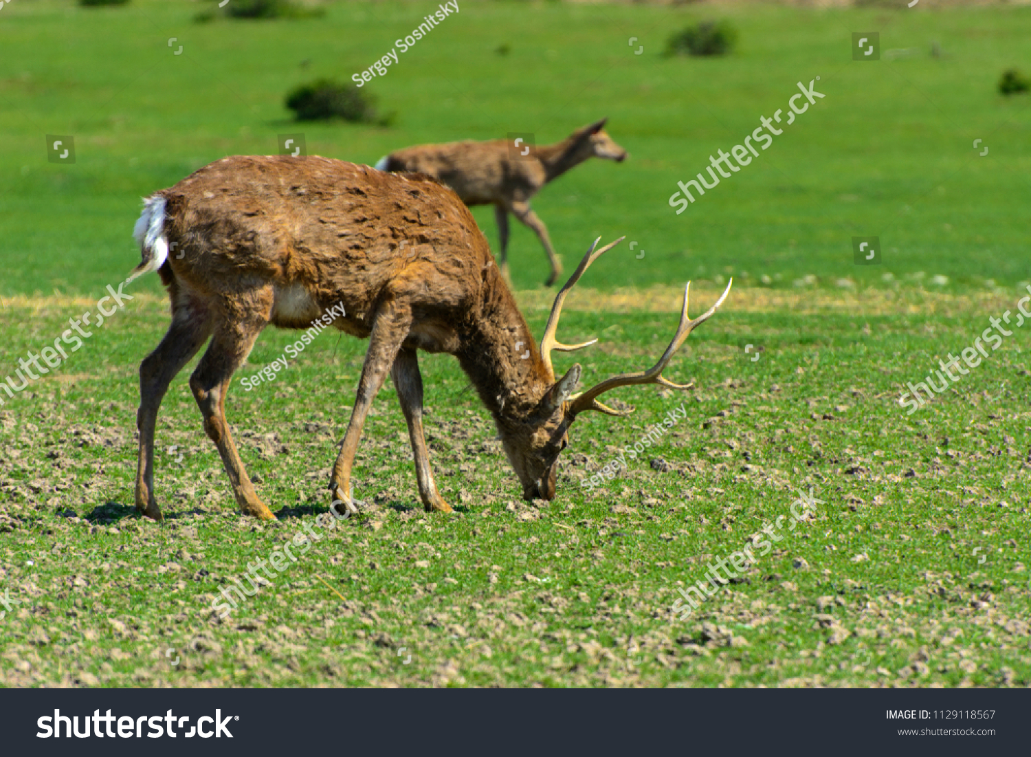 The head of a deer with its own hands made of cardboard or plywood The head of a deer with its own hands made of cardboard or plywood