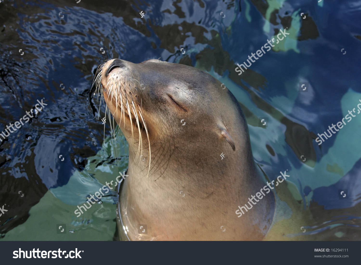 A Very Content Seal Poking His Head Out Of The Water. Stock Photo ...