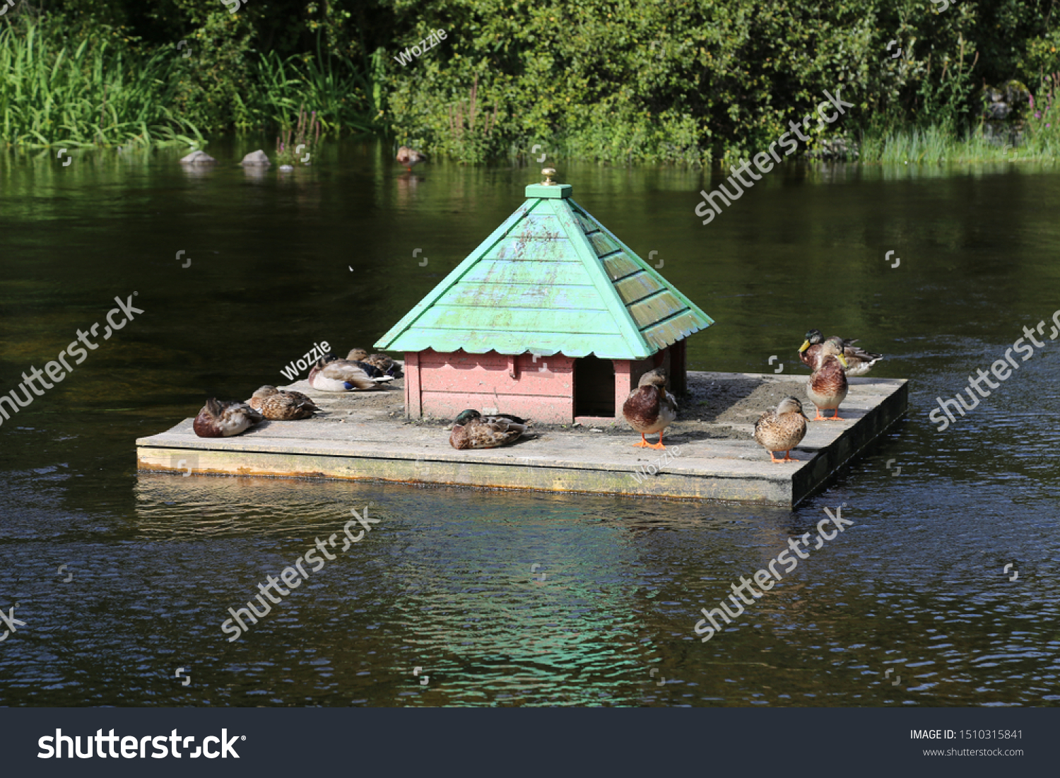 Very Cute Floating Duck House Middle Stock Photo Edit Now 1510315841