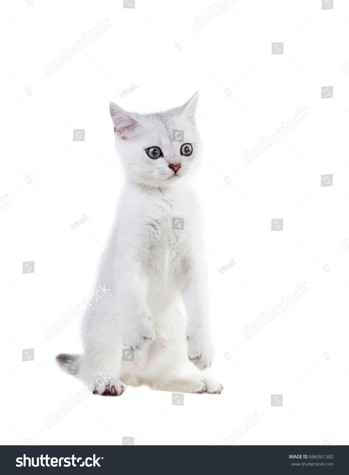 Very Funny White Kitten British Shorthair Stock Photo Edit Now