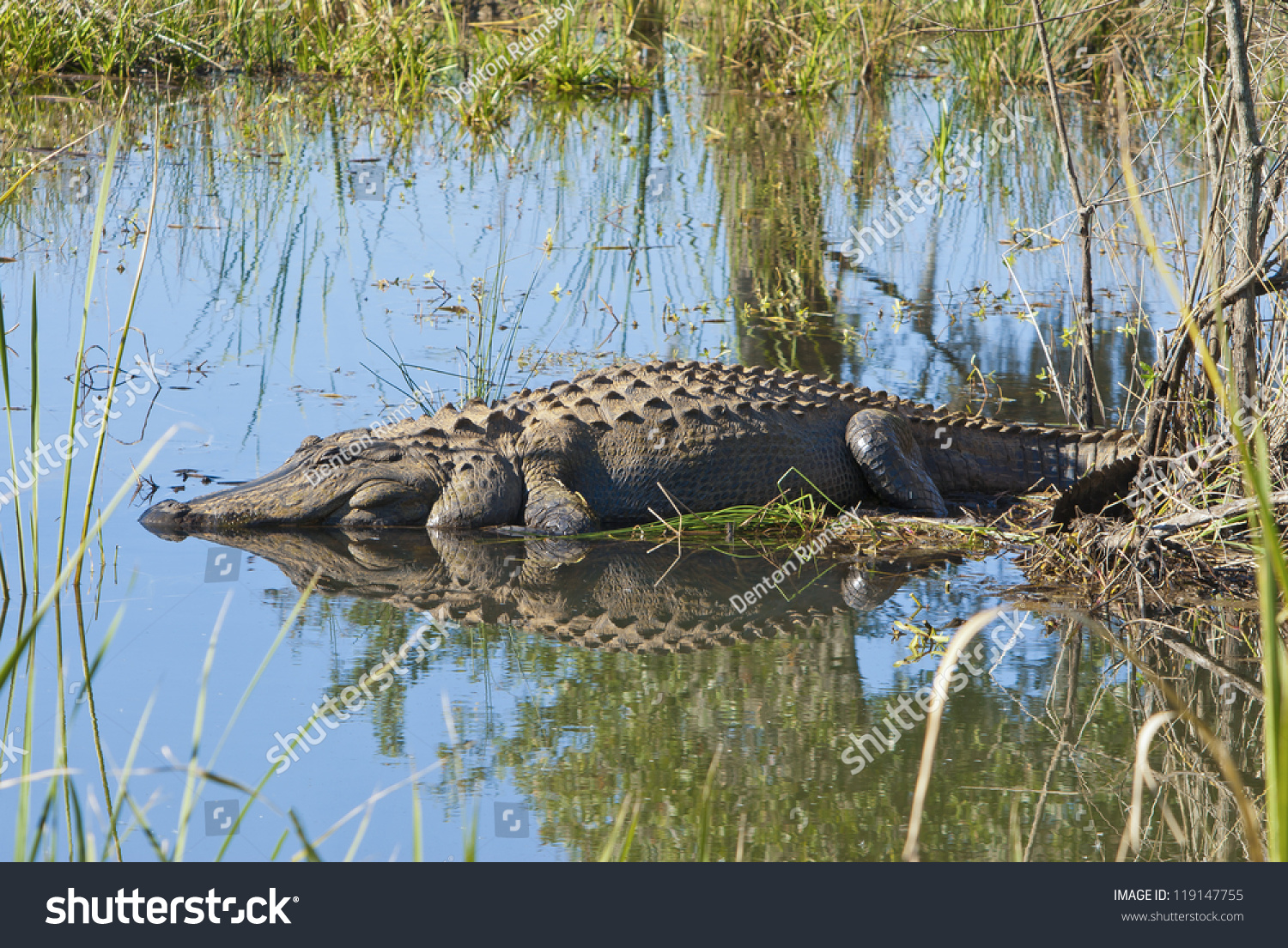 307 Alligators north carolina Images, Stock Photos & Vectors  Shutterstock