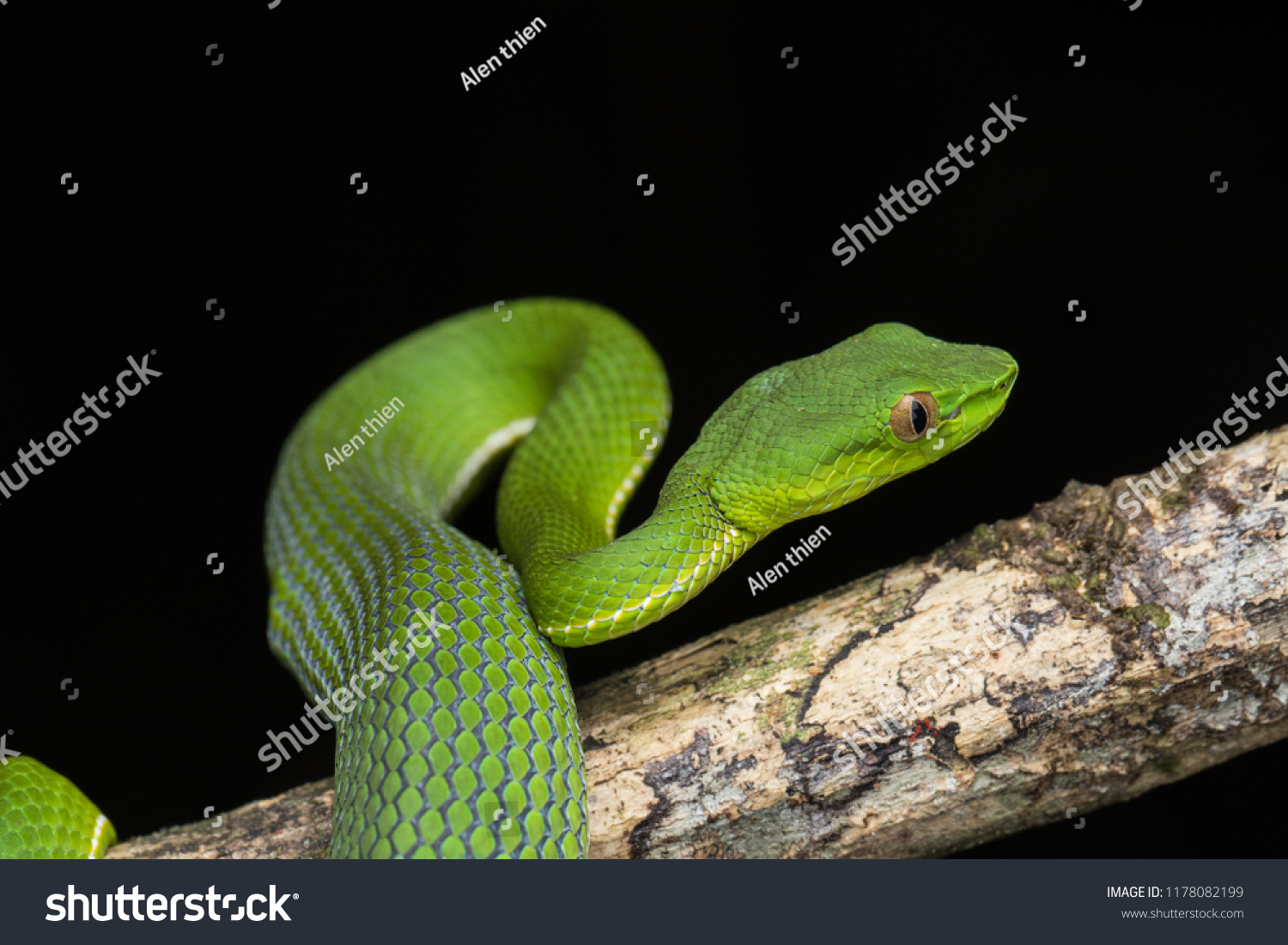 Very Venomous Endemic Snake Sabah Bamboo Stock Photo 1178082199 ...