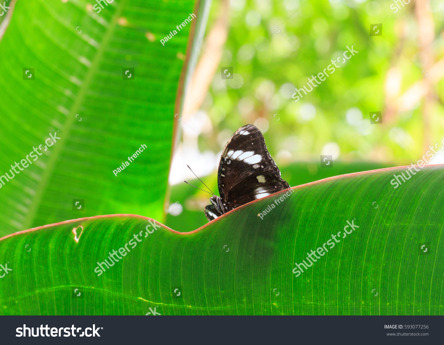 Vibrant Green Leaf Black White Striped Animals Wildlife Nature