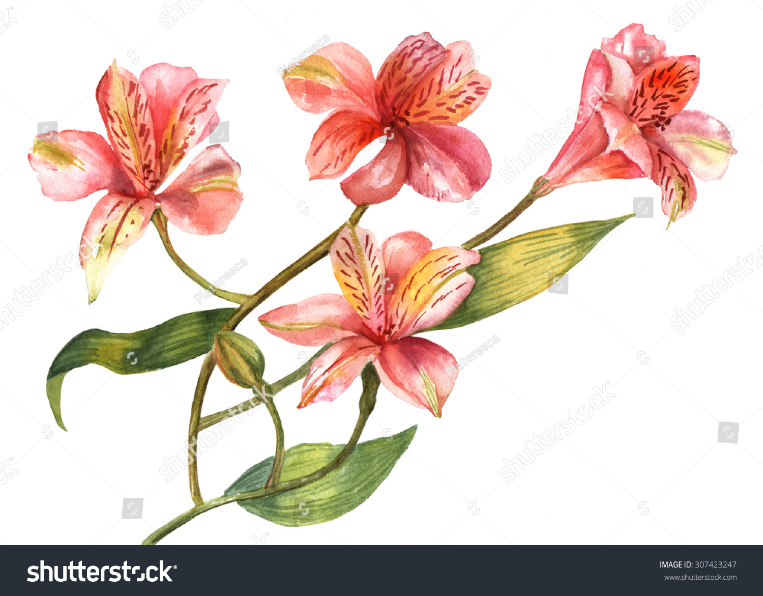 A Watercolour Drawing Of A Dusty Pink Branch Of Flowers (Alstroemerias ...