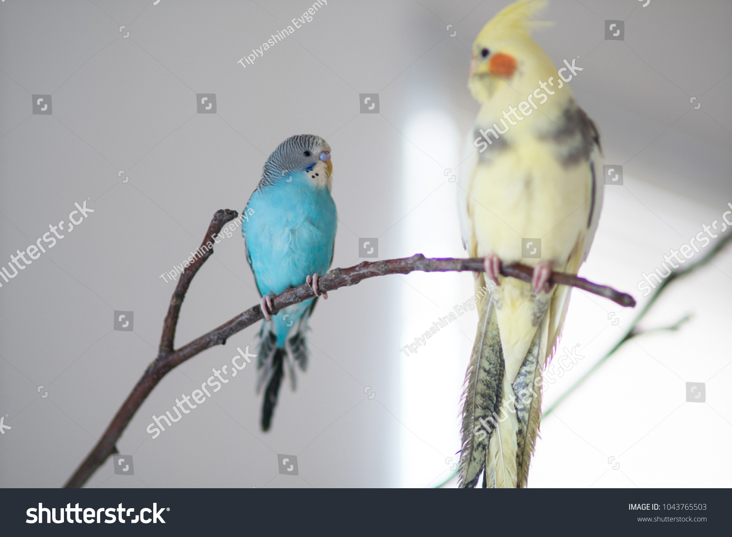 How many days a wavy parrot should hatcher eggs How many days a wavy parrot should hatcher eggs