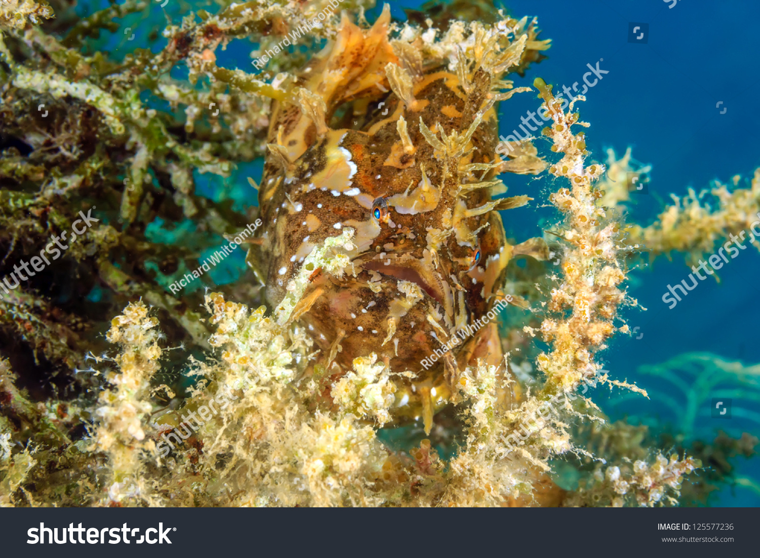 A Well Camouflaged Sargassum Frogfish Hides On Drifting Seaweed Stock ...