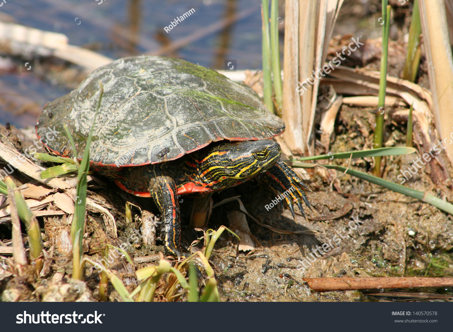 A Western Painted Turtle In A Marsh In Winnipeg, Manitoba, Canada Stock ...