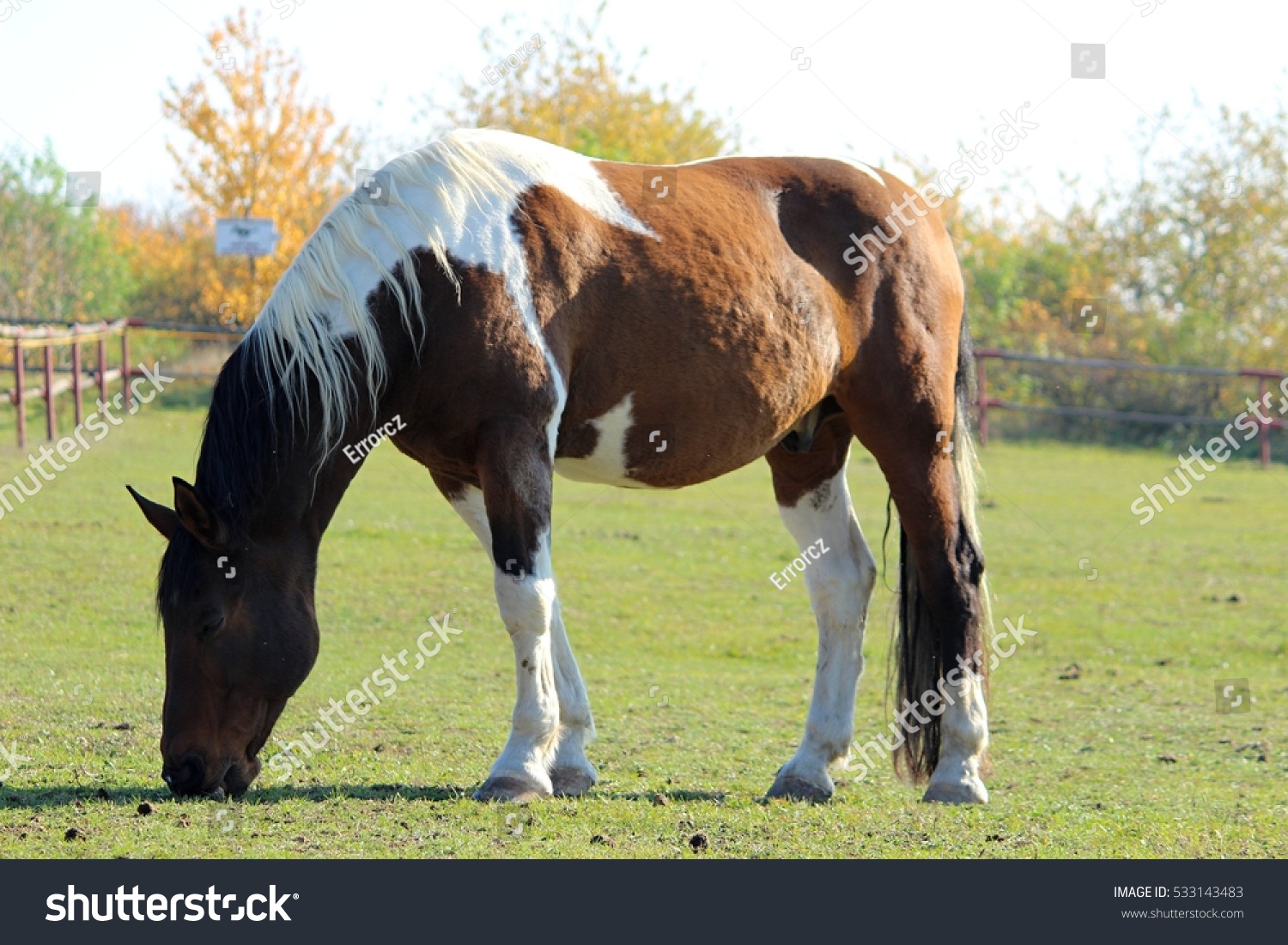 White Brown Black Horse Which American Stock Photo Edit Now