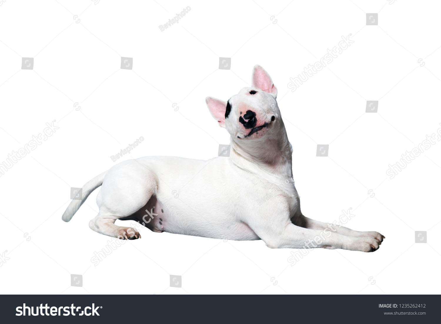 Bullterrier Isolated Images Stock Photos And Vectors Shutterstock