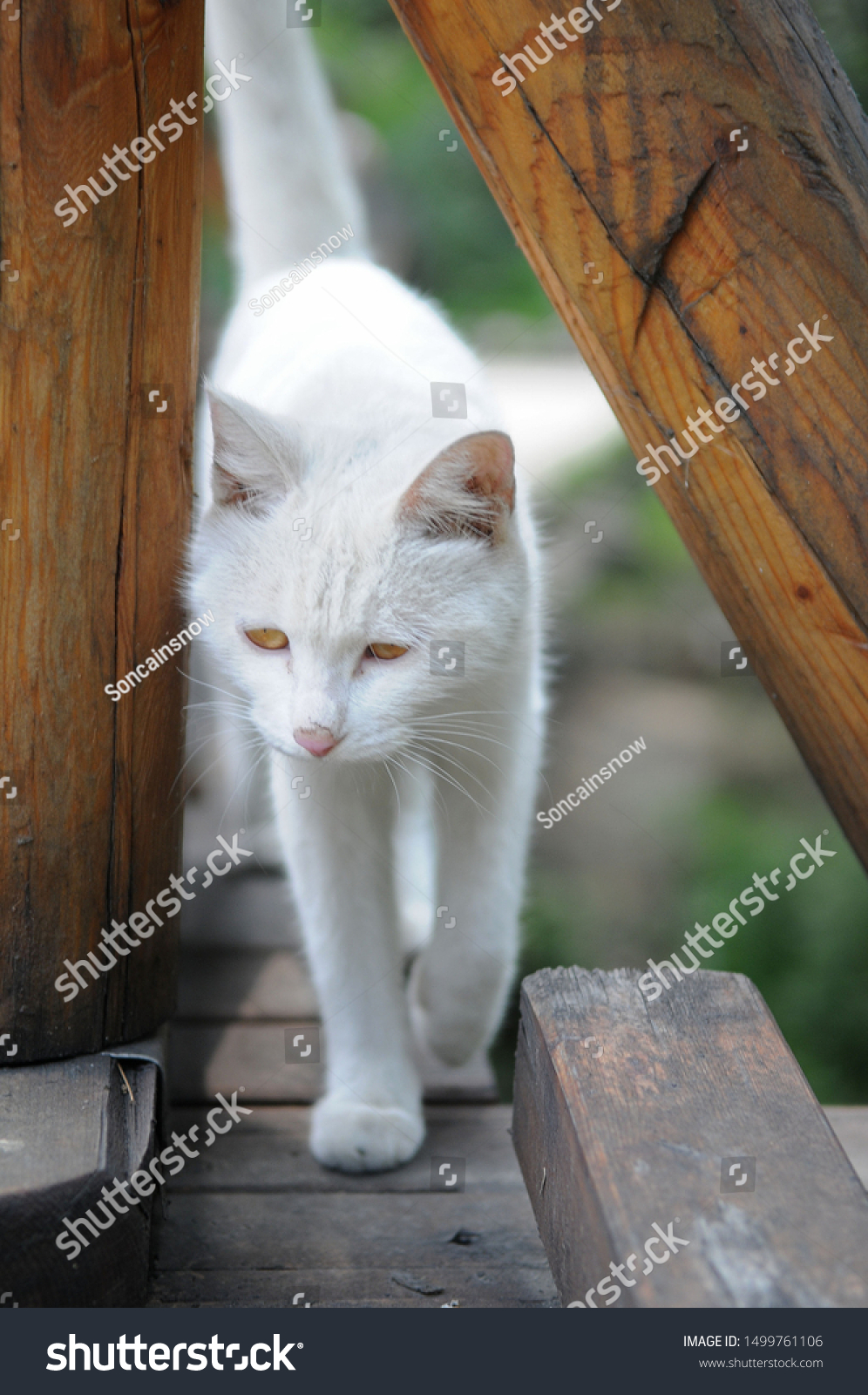 chinese white cat