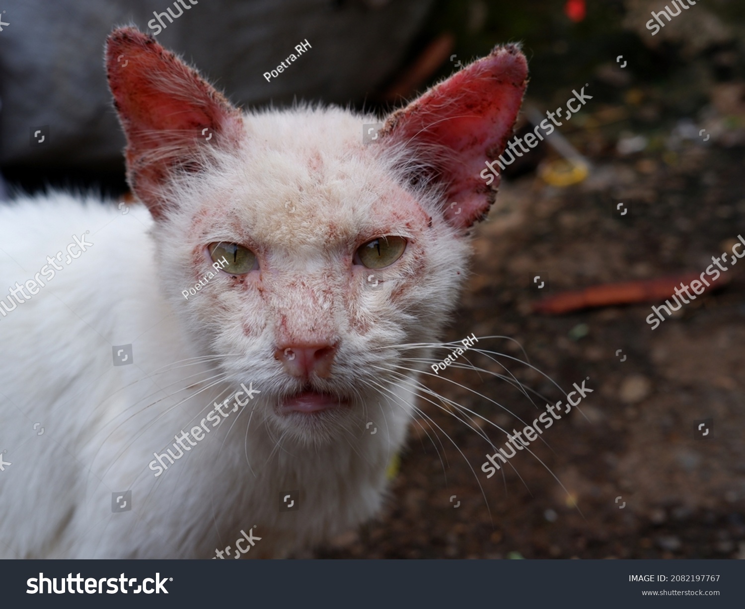 White Cat Scabies Disease That Attacks Stock Photo 2082197767 ...