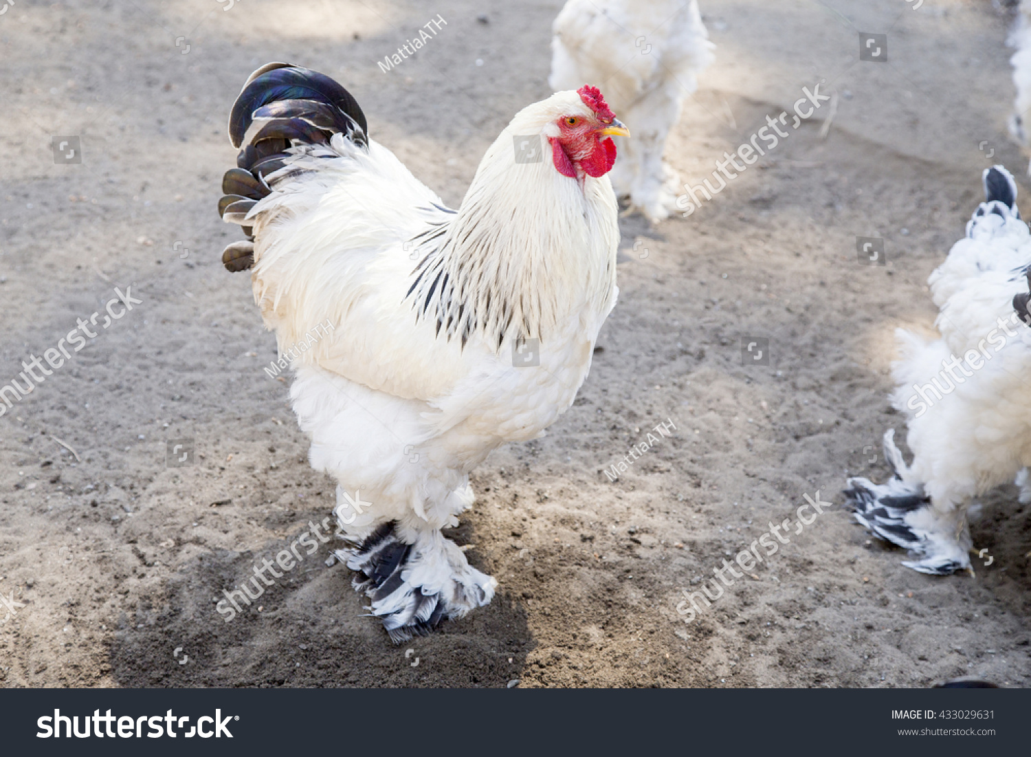 Ledsager Renovering Hævde White Columbia Brahma Hen These Chickens Stock-foto (rediger nu) 433029631