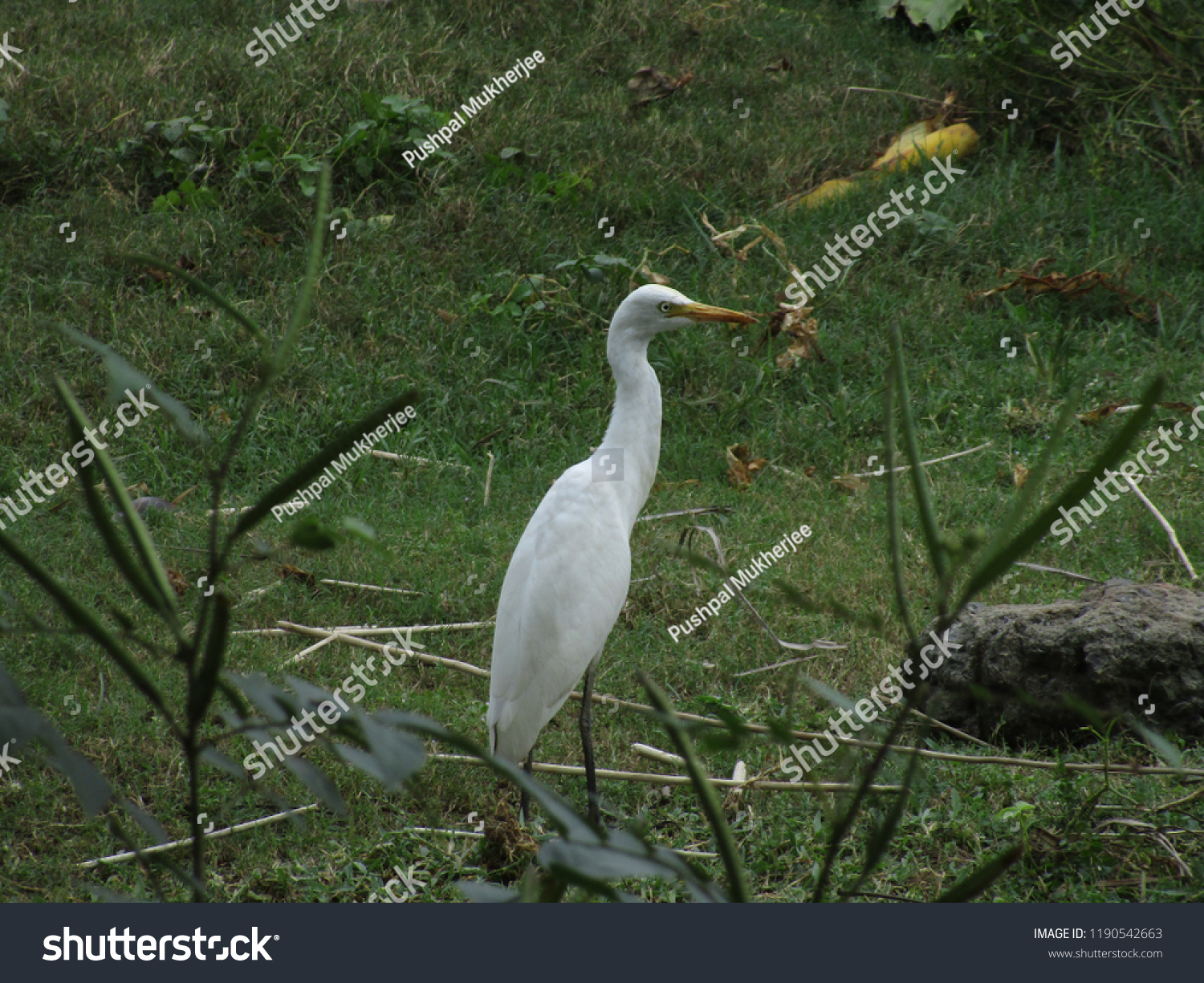 white crane bird green