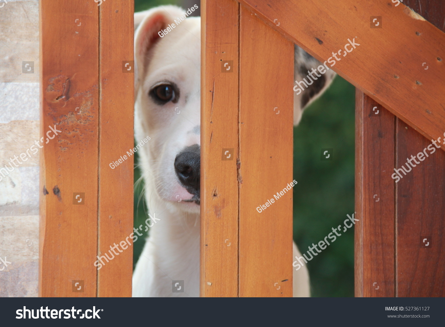 White Dog Looking Behind Gate Stock Photo Edit Now