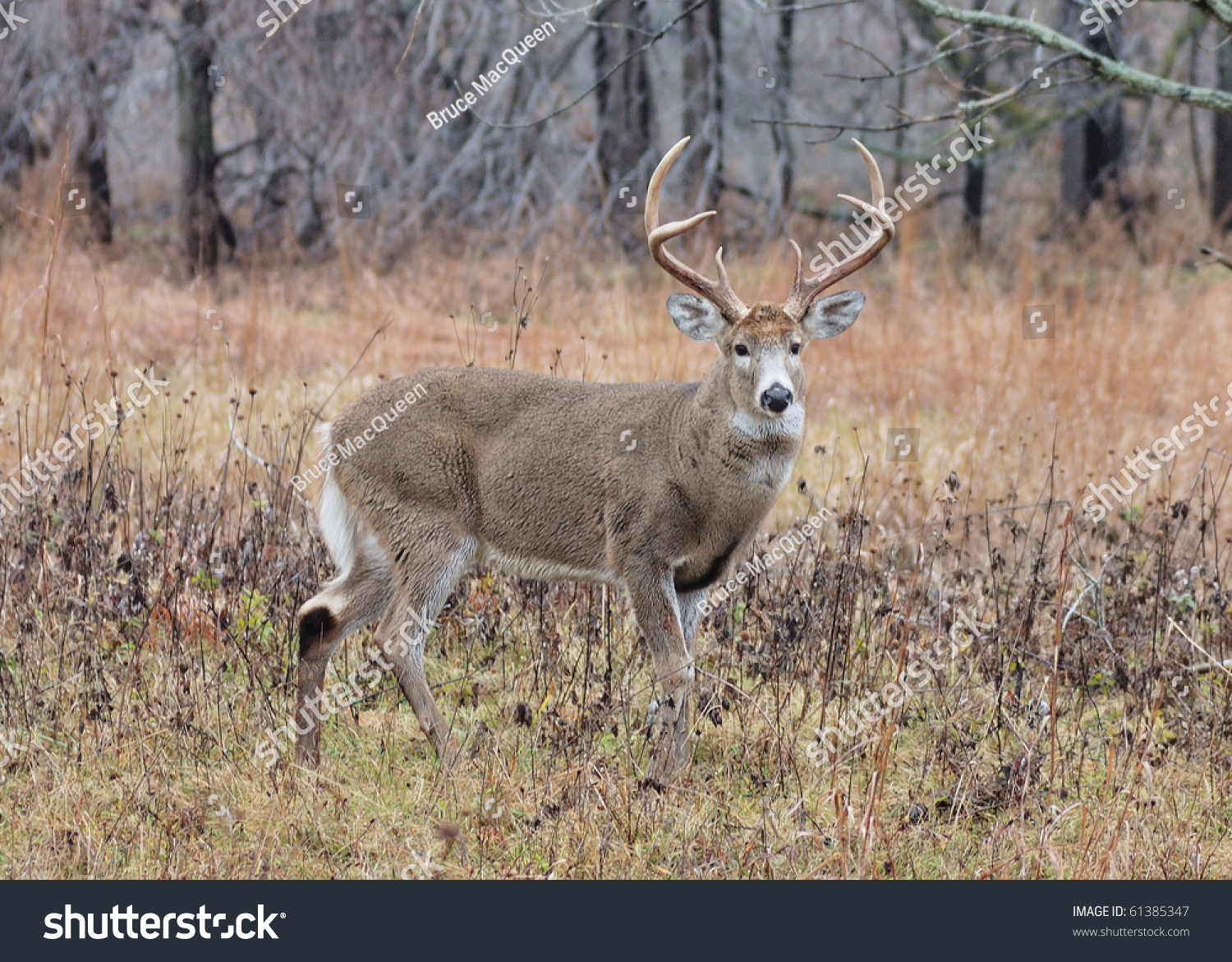 A Whitetail Deer Buck Standing In A Field In The Rutting Season. Stock ...