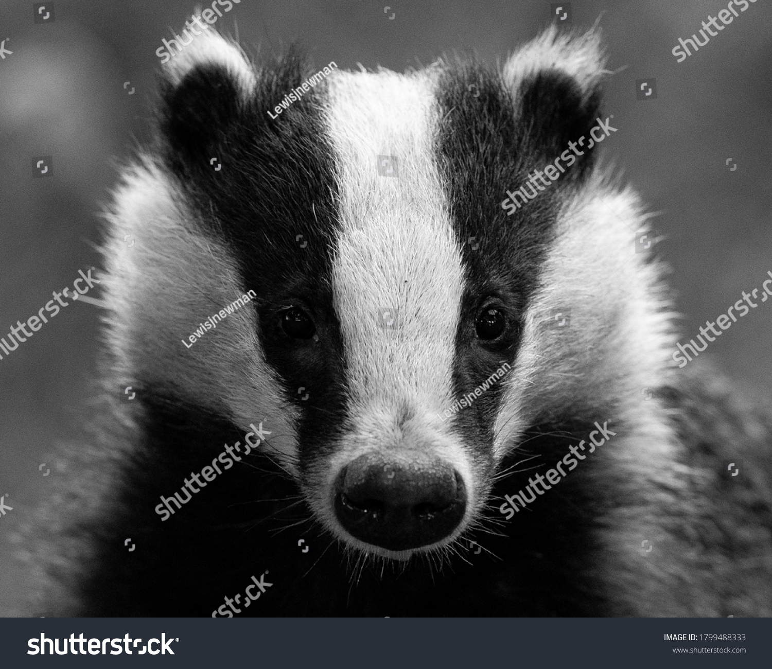 3,465 Badger Portrait Images, Stock Photos & Vectors | Shutterstock