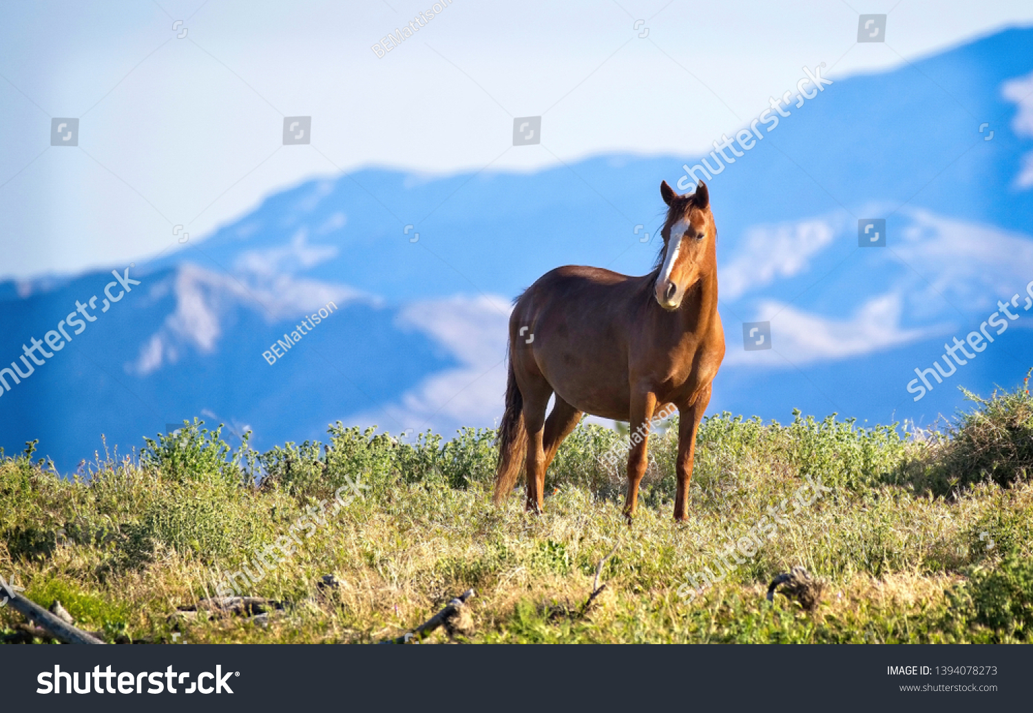 8 month pregnant mare pictures