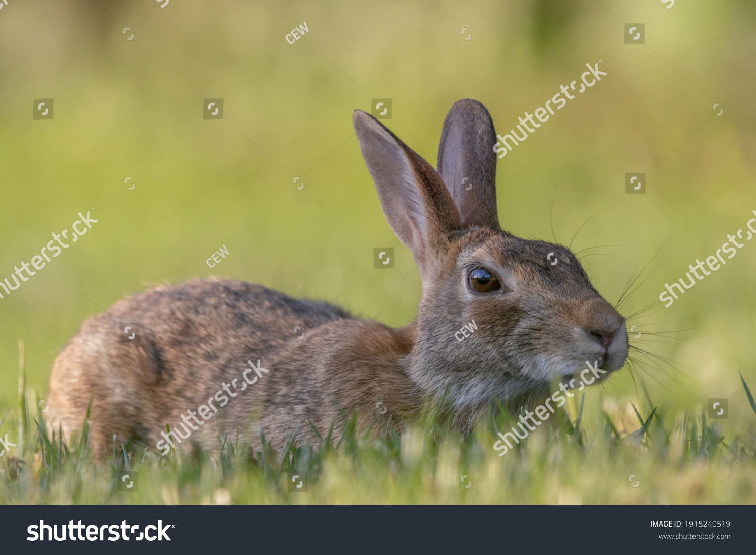 149,099 Wild rabbit Images, Stock Photos & Vectors | Shutterstock