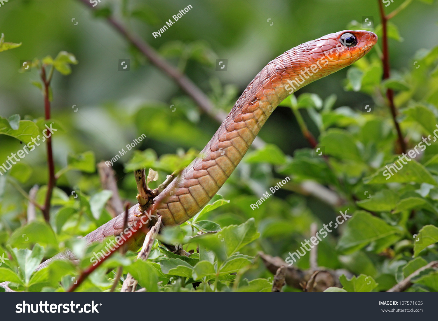 A Wild Red Boomslang (Dispholidus Typus) In Kenya, Africa. Boomslangs ...