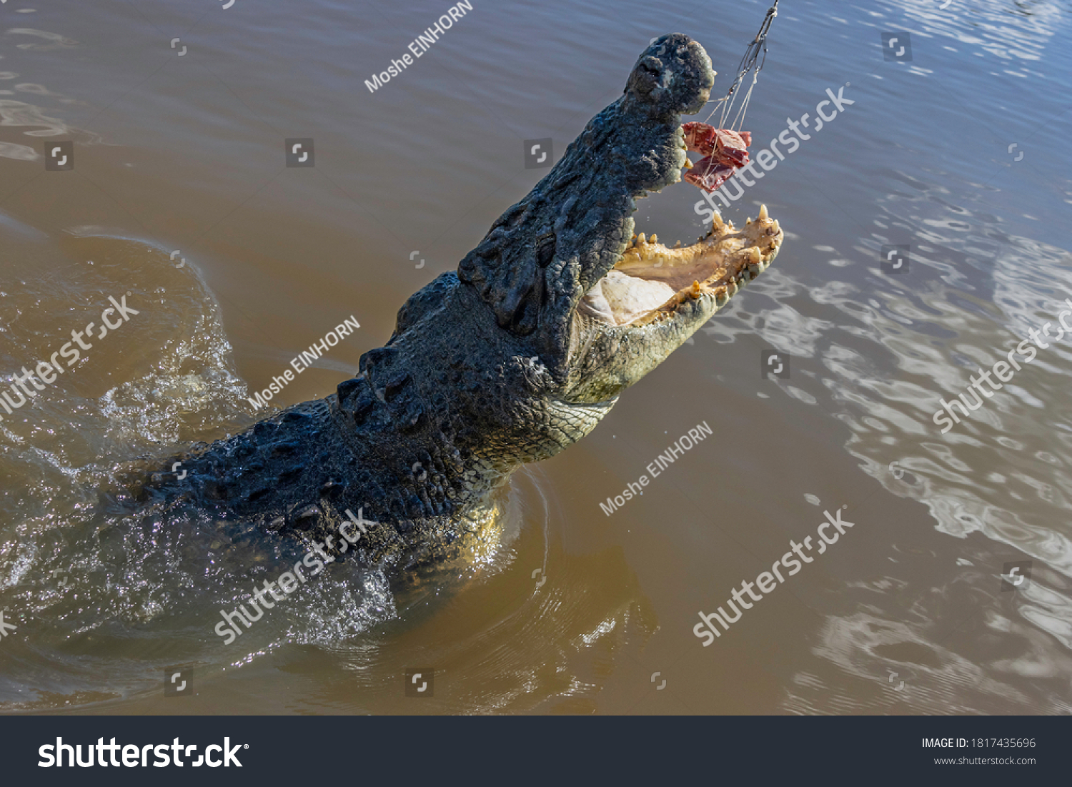 3,097 Crocodile feeding Images, Stock Photos & Vectors Biology Diagrams