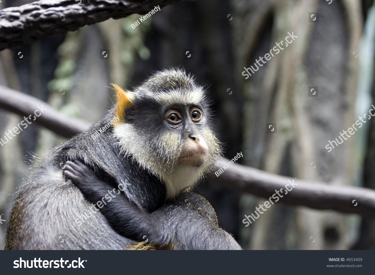 Wolf Monkey Holds Her Baby Stock Photo (Edit Now) 4653409