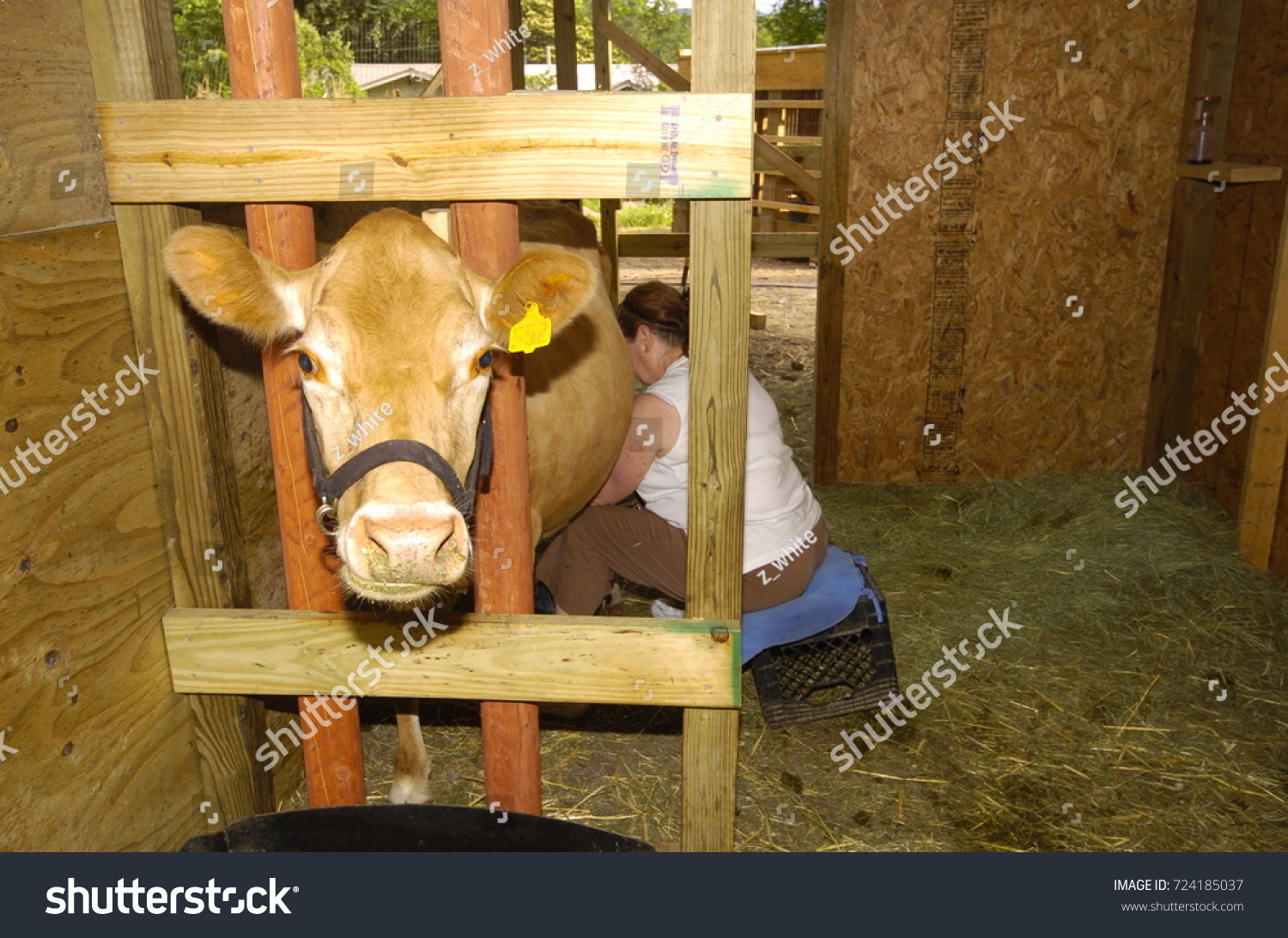 Woman Hand Milking Jersey Cow Wooden Stock Photo Edit Now 724185037