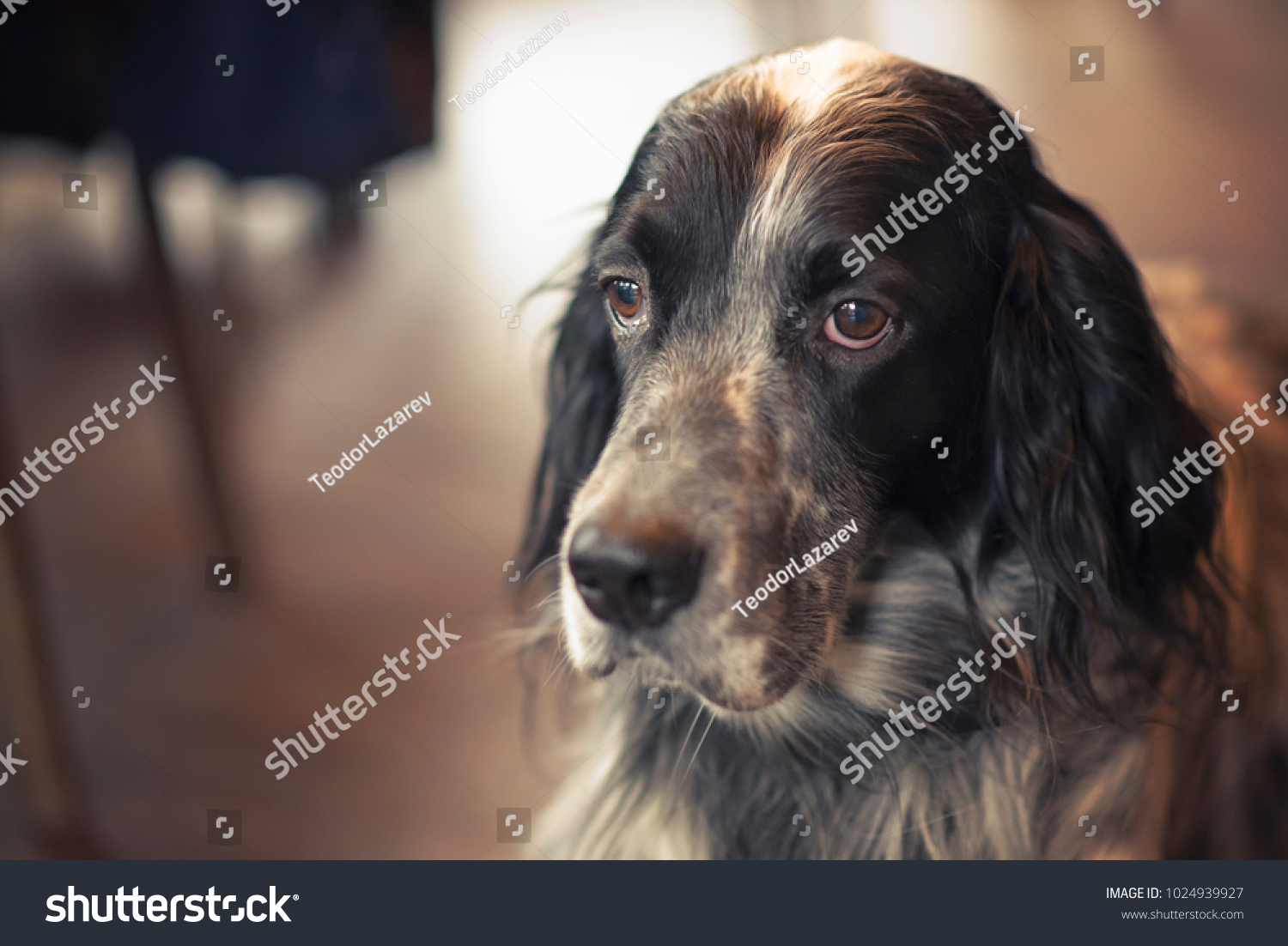 grey setter dog