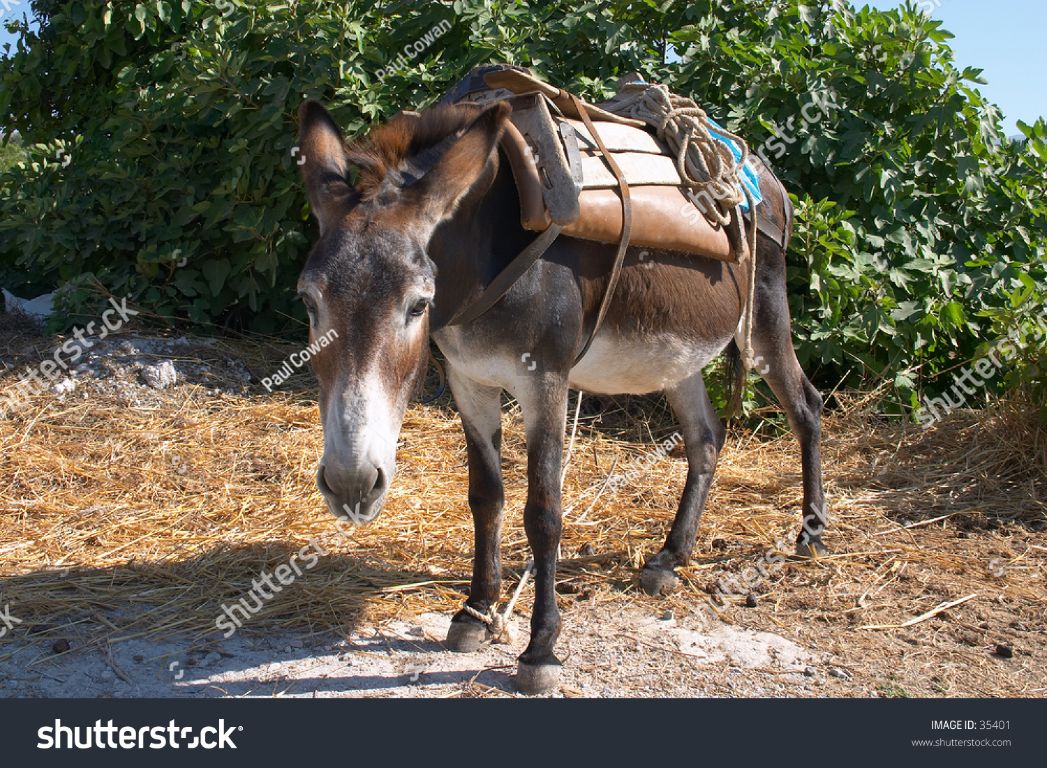 A Working Donkey On Crete, Tied Up And Wearing A Saddle. Taken In 2004 ...