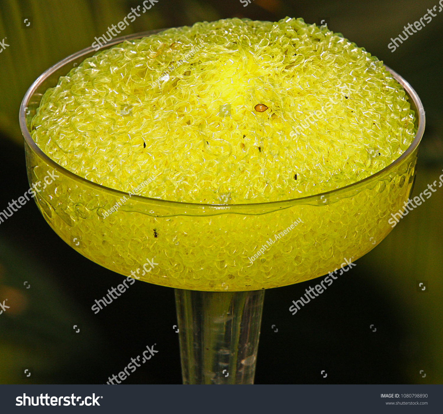 Yellow Butterfly Feeder Made Sponge Filled Objects Stock Image