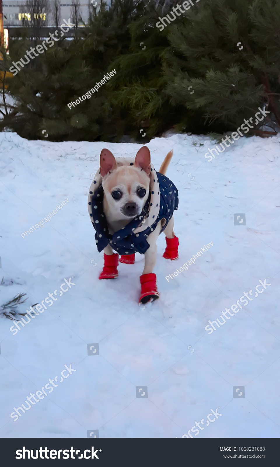 chihuahua winter boots