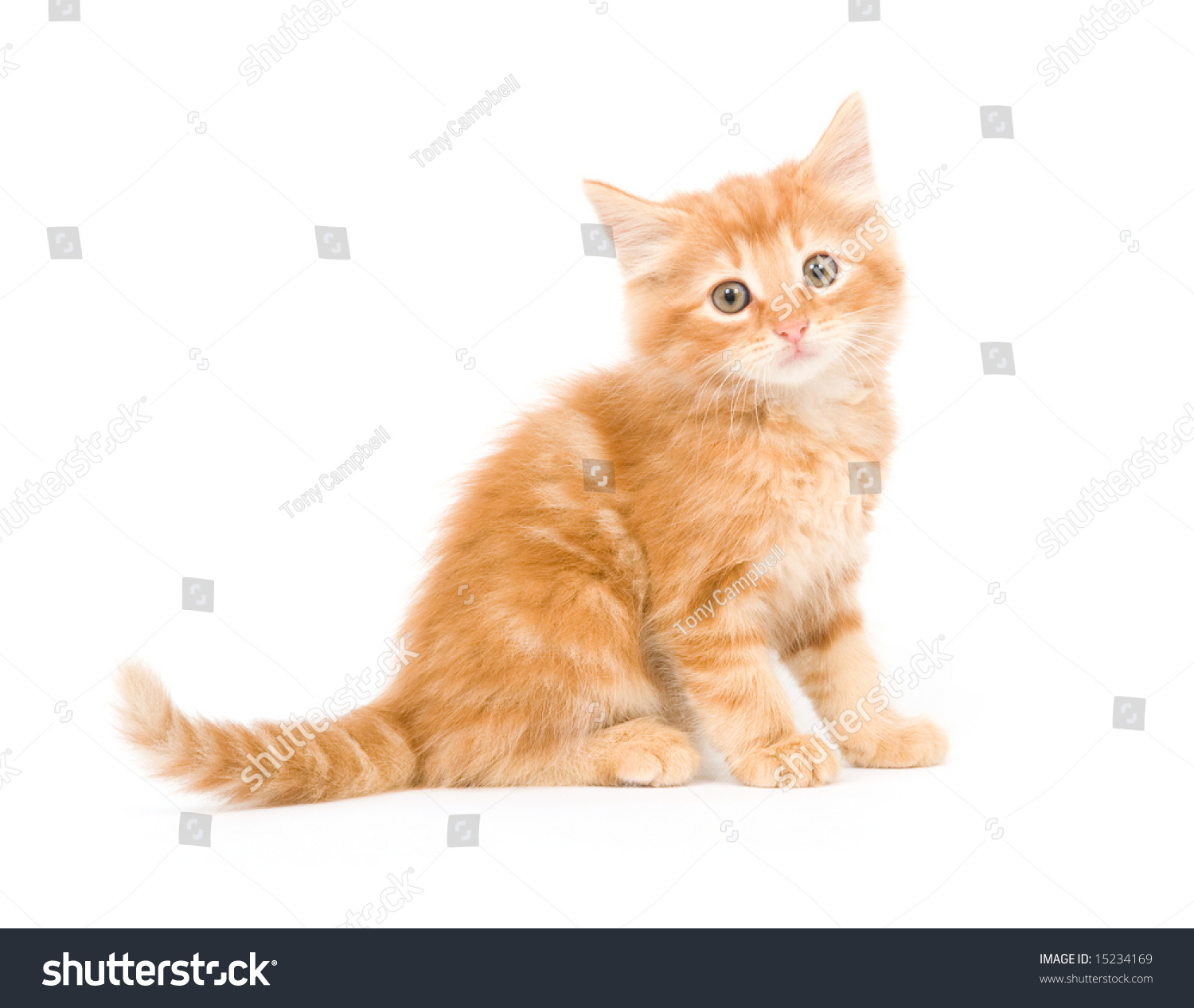 Yellow Longhaired Kitten Sitting On White Stock Photo Edit Now