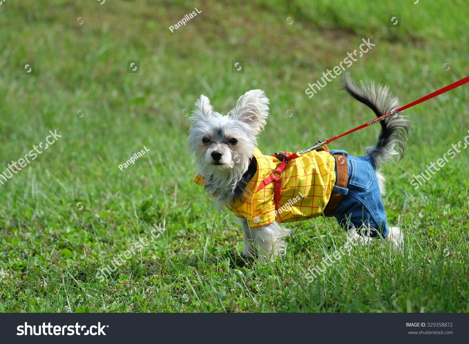 Yorkshire Terrier Westie Wears Toy Story Stock Photo (Royalty Free ... | Toy Story Dog Breed
Yorkshire Terrier Westie Wears Toy Story Stock Photo (Royalty Free ... | Toy Story Dog Breed