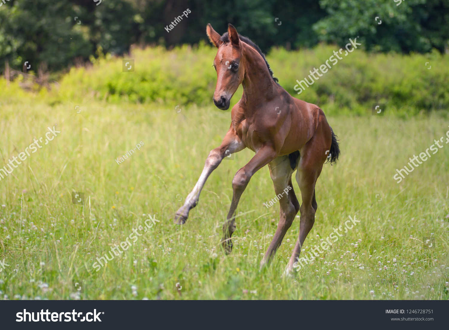 Young Bay Foal Galloping On Field Stock Photo 1246728751 Shutterstock