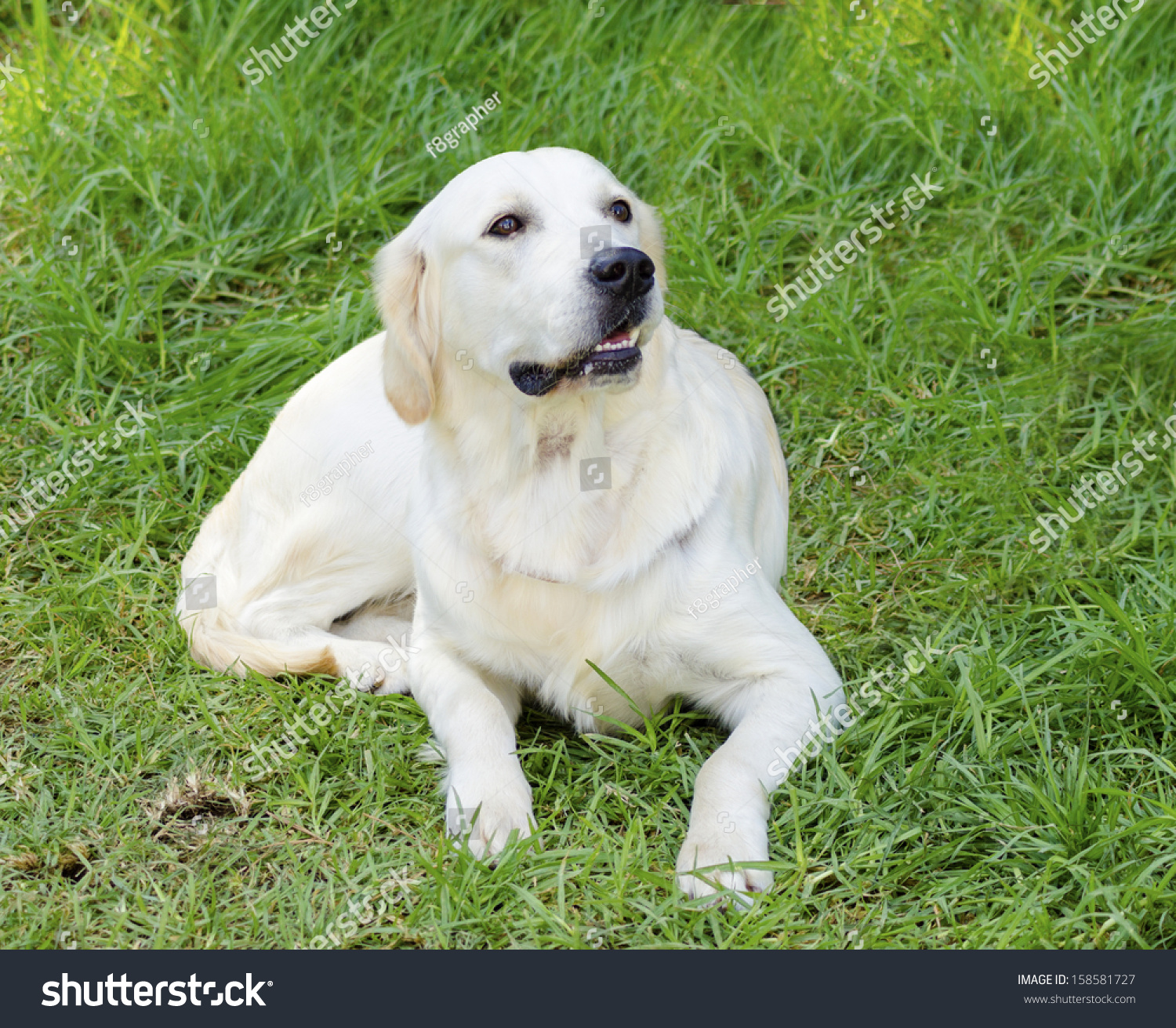 Droll Golden Retriever Light Golden