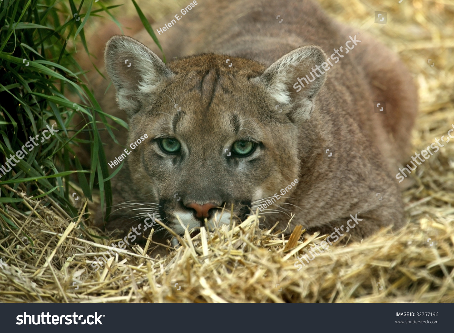 Young Cougar Puma Concolor Demonstrating Stalking Stock Photo Edit Jpg 1500x1101 Cougar Stalking Young Cougar Puma Concolor Demonstrating Stalking Stock Photo Edit Jpg 1500x1101 Cougar Stalking