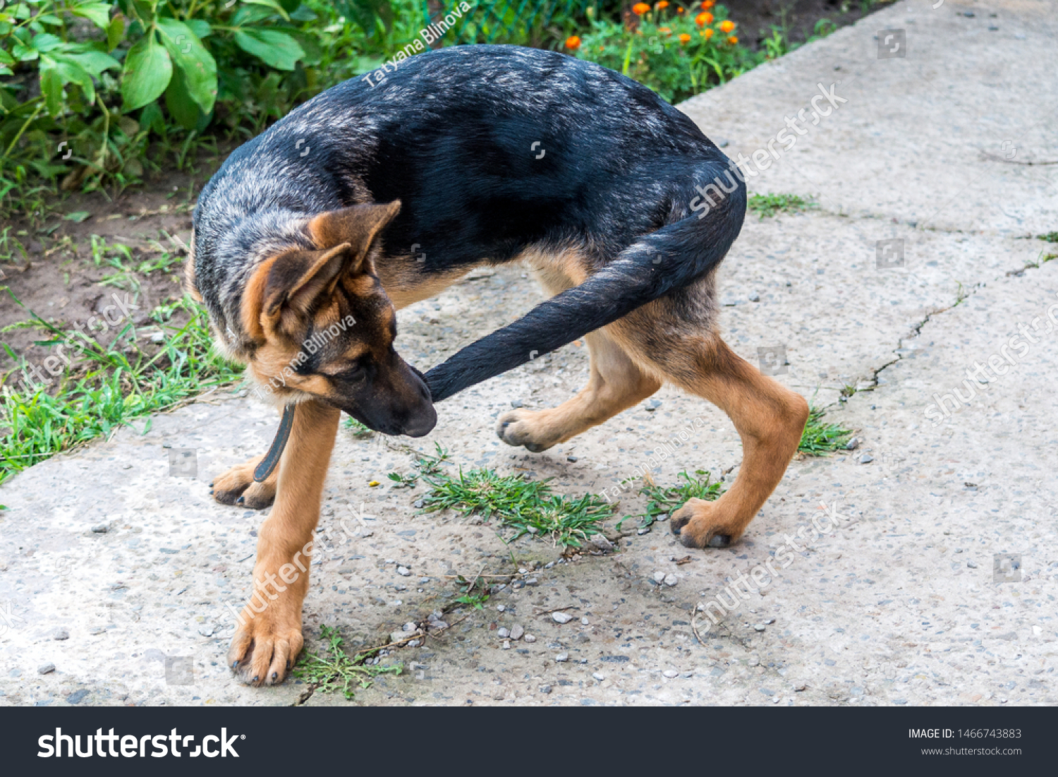 Foto Stok Young German Shepherd Puppy Runs After Edit Sekarang 1466743883