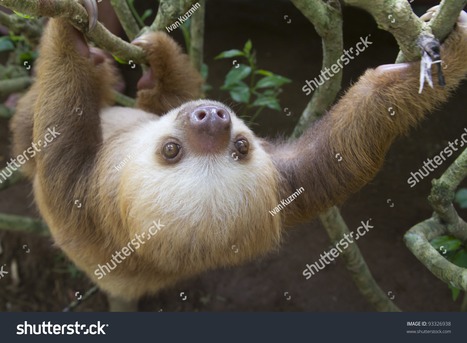 A Young Hoffmann'S Two-Toed Sloth (Choloepus Hoffmanni) In Puerto Viejo ...