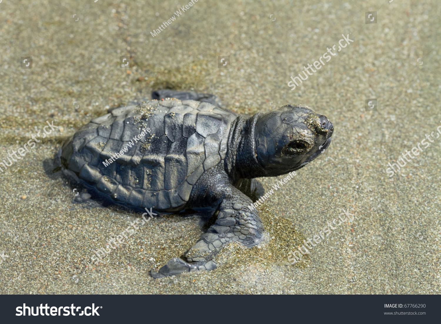 A Young Olive Ridley Turtle Making It'S Way To The Ocean Stock Photo ...